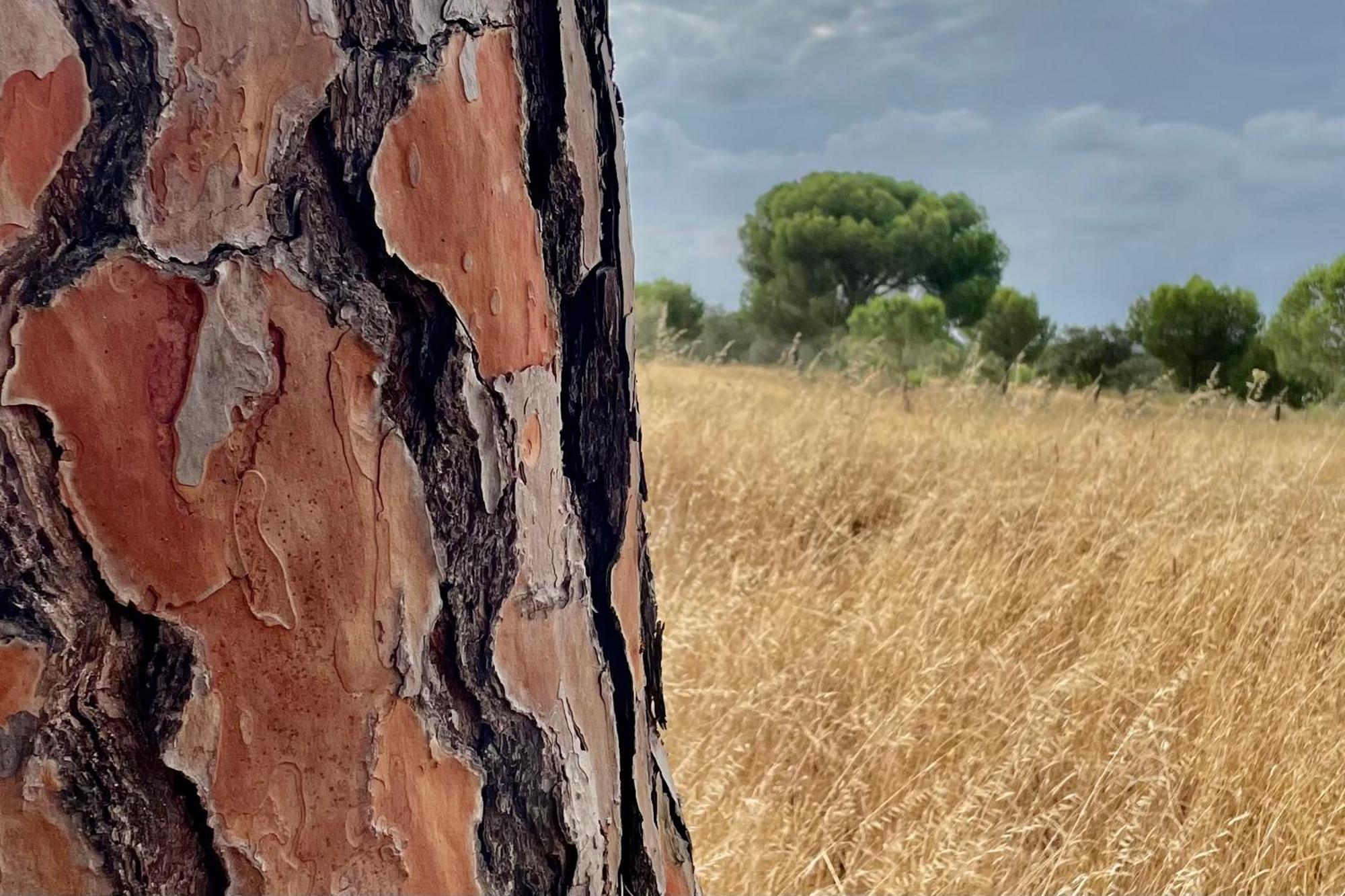 Sesmarias Dos Nobres Villa Azinheira dos Barros Bagian luar foto